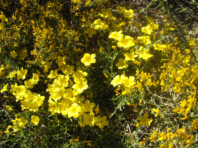 Linum campanulatum photo